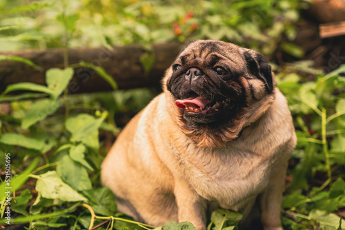 Pug dog with an open mouth and his tongue sticking out.and sitting in the grass of the forest on a sunny day. © Anton Dios