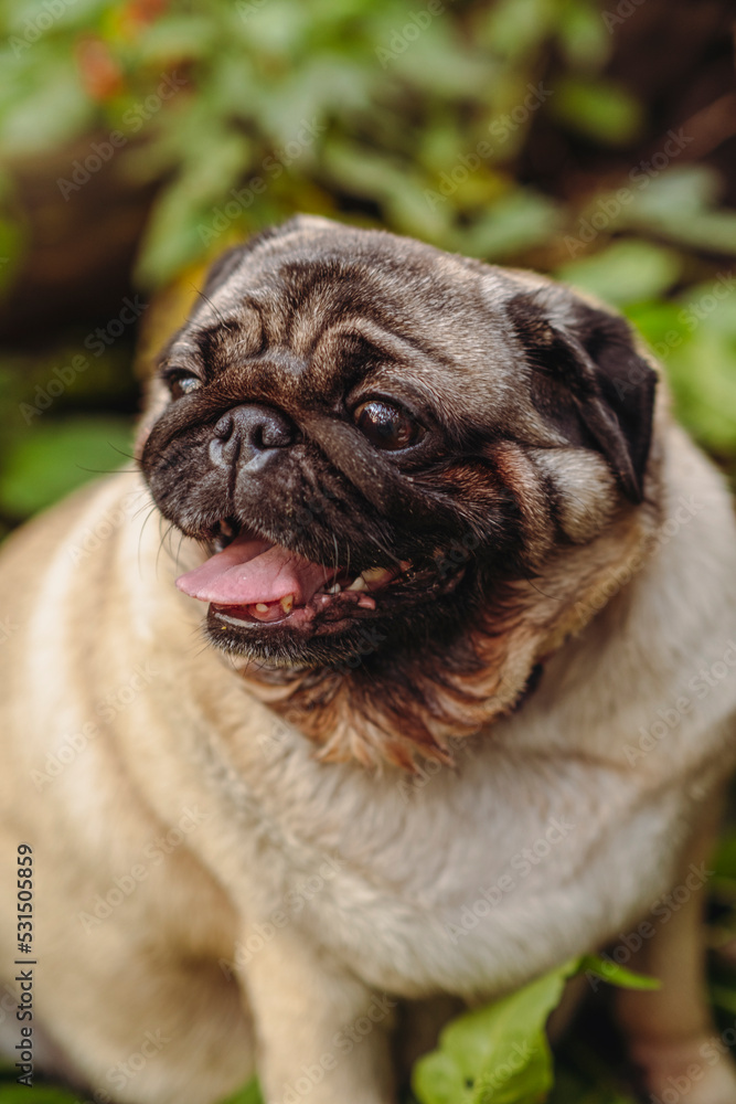 Pug dog with an open mouth and his tongue sticking out.and sitting in the grass of the forest on a sunny day.