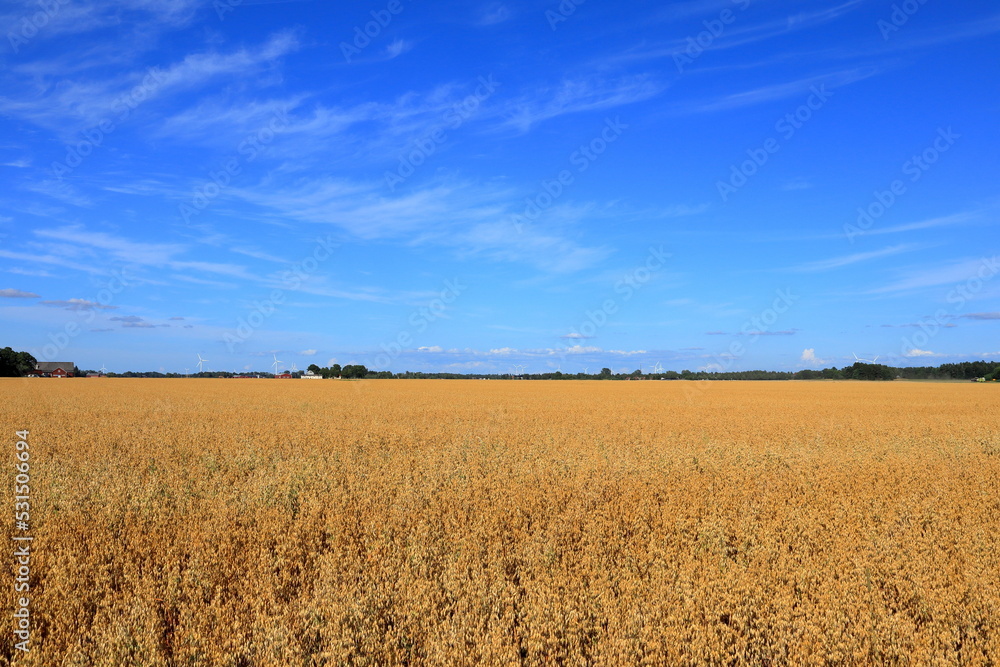 Swedish meadow with crops or grains a summer day in August. Field of wheat. Skara, Sweden, Scandinavia, Europe.