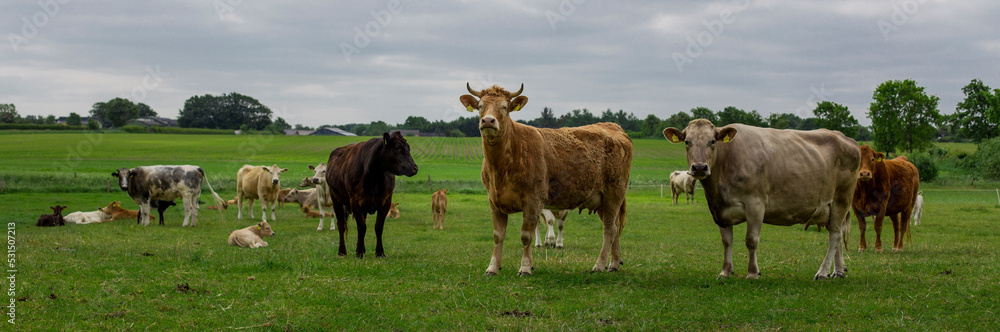 Cows in a meadow in Germany Cows in a meadow in Germany