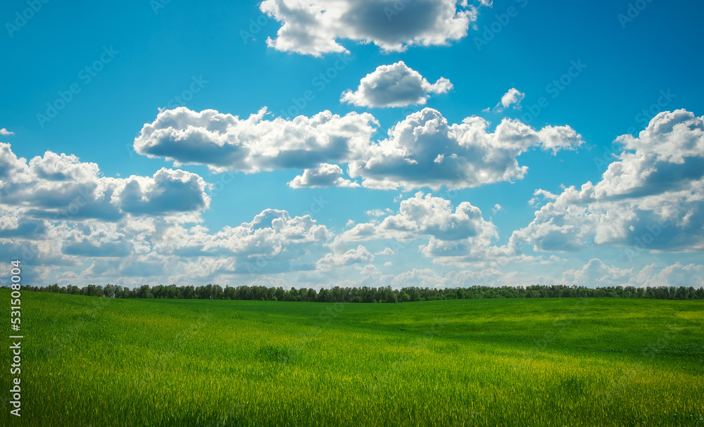 Green field and blue sky. Beatiful green field with blue sky. Green field and blue sky. Beatiful green field with blue sky.