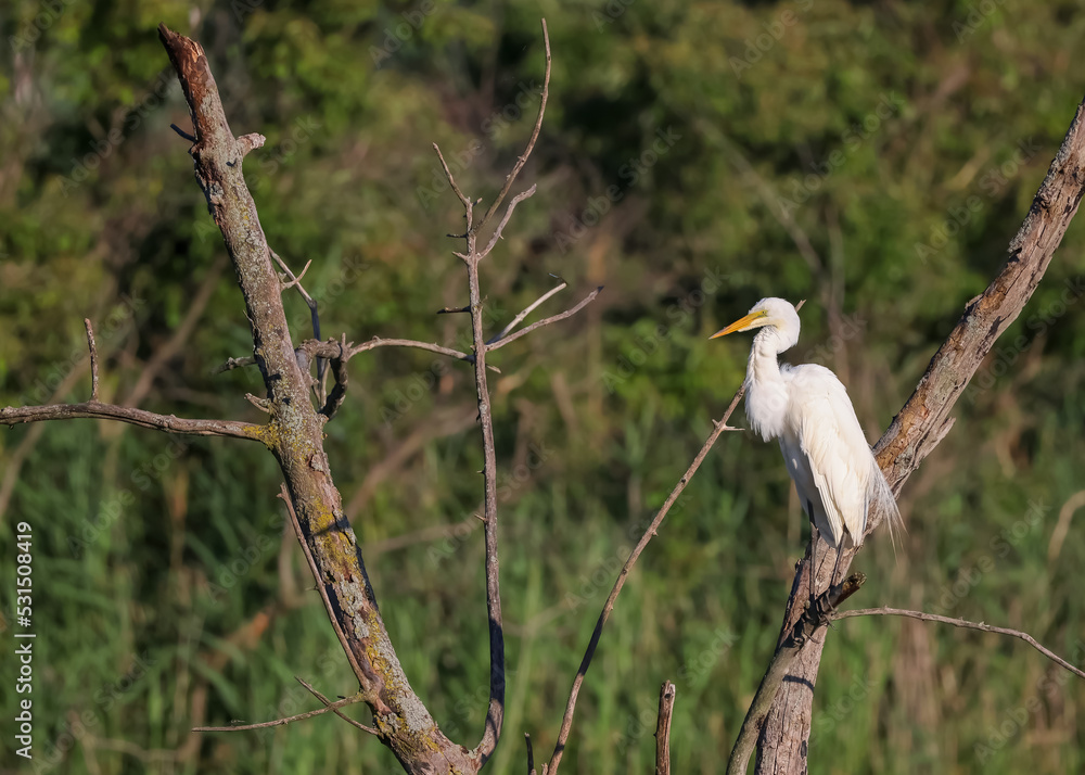 Fototapeta premium Great White Egret on a tree branch