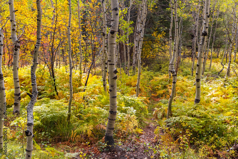 Silver birch trees in Wasatch mountain forest in Utah with colorful fall foliage. Silver birch trees in Wasatch mountain forest in Utah with colorful fall foliage.