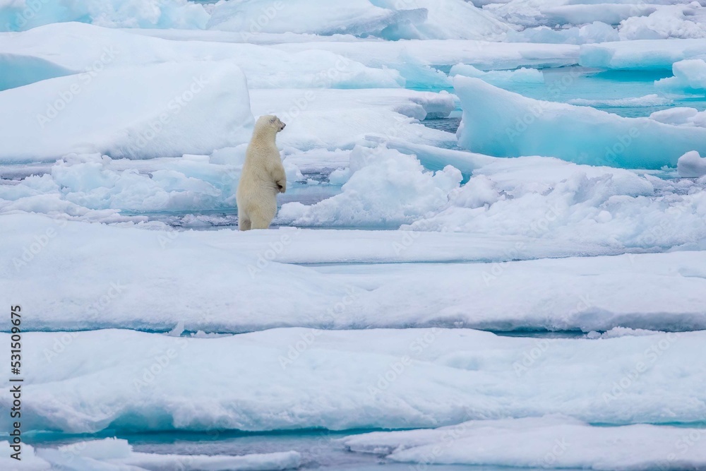 Standing polar bear cub Standing polar bear cub