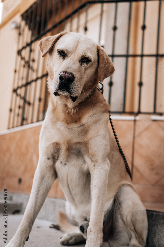 Adorable perro sentado