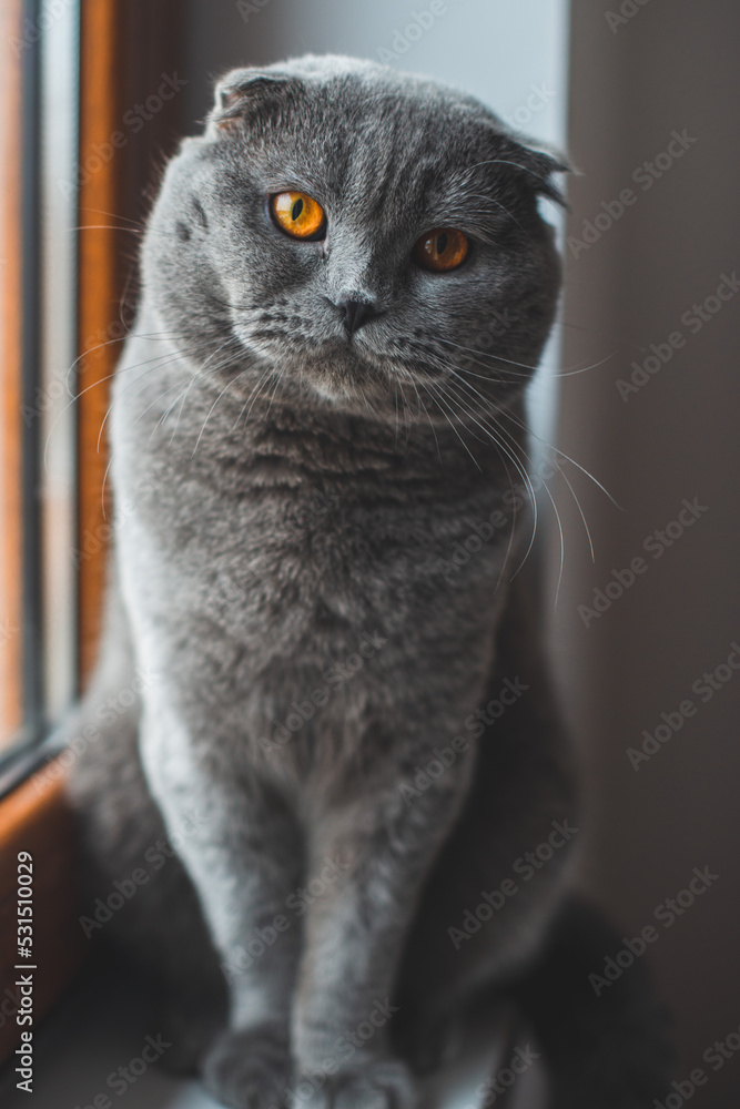 Beautiful grey cat. British Shorthair cat, adorable and funny pet