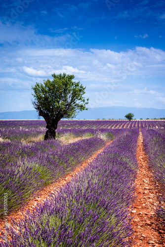 Rows of lavender and almond tree on Valensole plateau