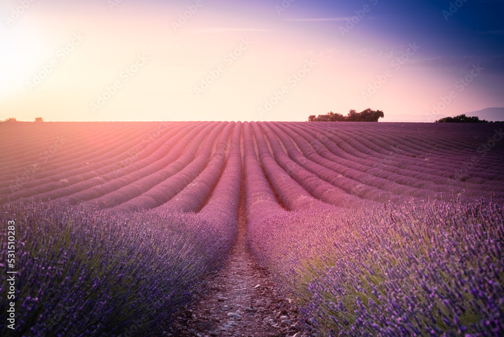 Typical sunset on Valensole plateau over a lavender field Typical sunset on Valensole plateau over a lavender field