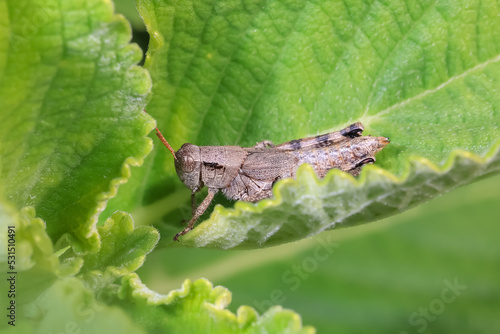 Grasshopper on a large green leaf. photo