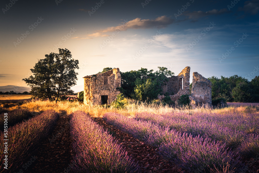 Abandoned provencal house in provencal lavender field