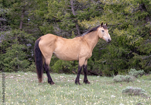 Buckskin spanish mare wild horse in the western United States © htrnr