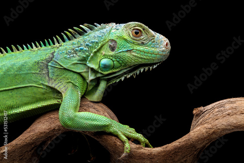 green iguana head and spikes, closeup head of green iguana isolated on black background, animal closeup