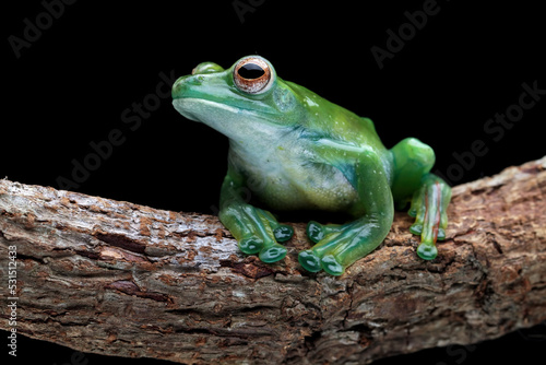 Jade tree frog sitting on branch with black background, Rhacophorus dulitensis, animal closeup