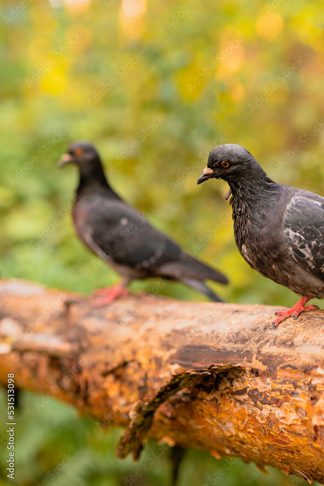 Fototapeta premium Two black pigeons are sitting on a log in the autumn forest on a sunny day