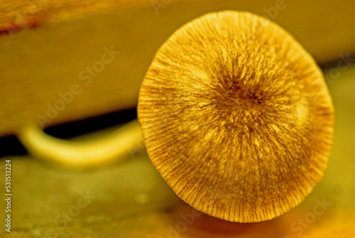 Mushroom close up.