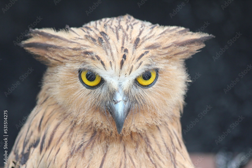 close up of an owl close up of an owl