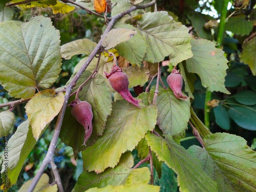 Hazel Nut Tree