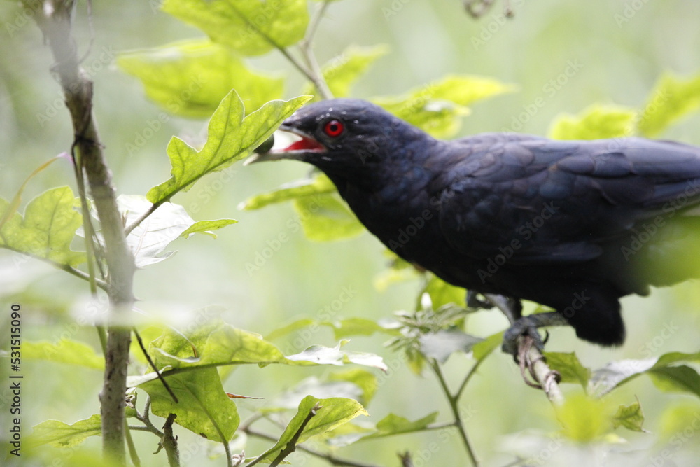 Fototapeta premium Asian Koel bird sitting on tree in beautiful afternoon singing and looking food.