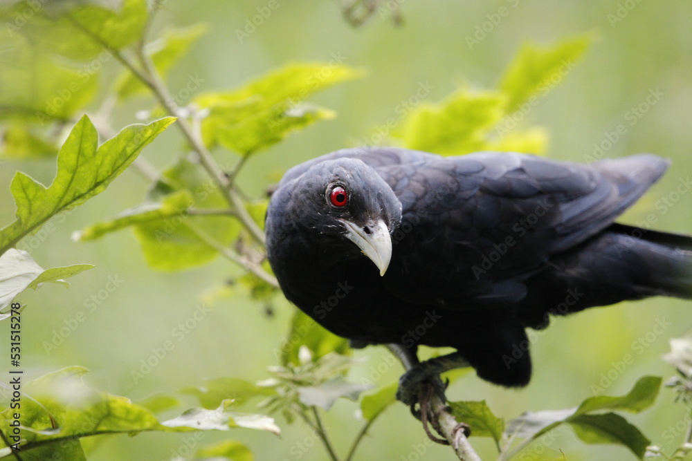 Fototapeta premium Asian Koel bird sitting on tree in beautiful afternoon singing and looking food.