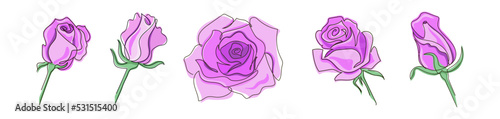 Set of five roses- blooming lush pink rose and buds, drawn in the style of one continuous line. Stock vector illustration, isolated on white background.