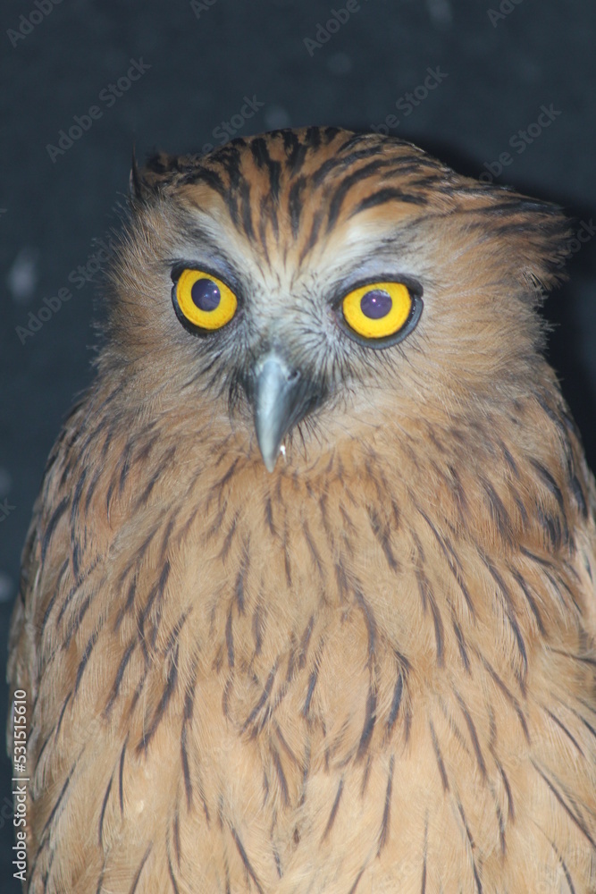 Naklejka premium close up of an owl