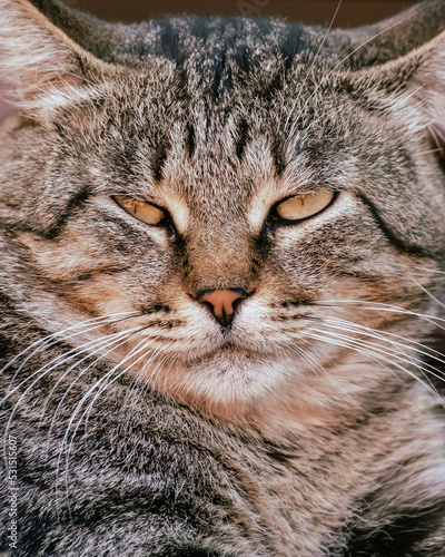 Portrait of beautiful big striped homeless cat. Cute cat sleeping and relaxes outdoors close-up