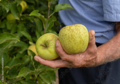Old farmer shows two apples from his crop. Organic fruit