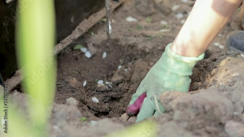 Wallpaper Mural Planting a dahlia tuber in a spring flower garden. Working with plants in the garden. Gardening with flower tubers. Good roots of a dahlia plant. Hands of a gardener woman in a garden in gloves. Torontodigital.ca