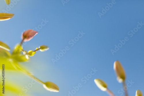 Colorful Blur Flower in the Garden with Bokeh  abstract blurred flower background