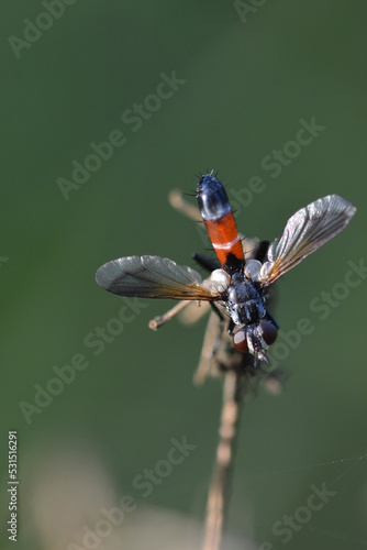 Diptère, mouche orange-noire photo