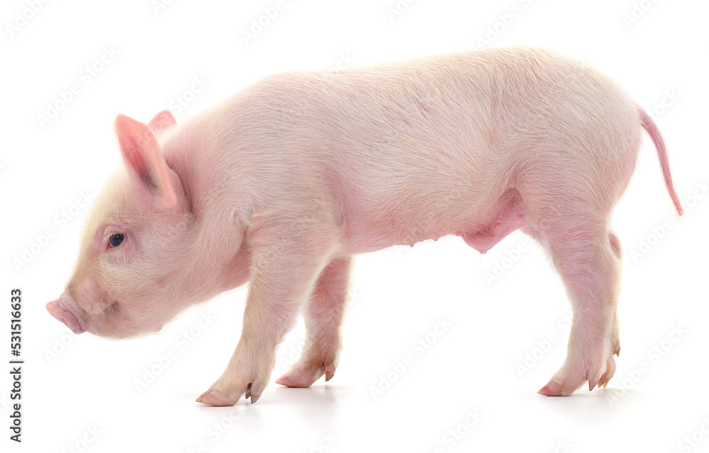Pig on white Pig on white