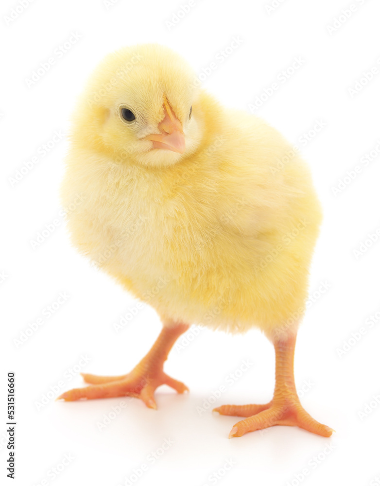 Small yellow chicken Small yellow chicken