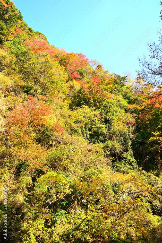 粟又の滝付近 千葉県夷隅郡大多喜町
