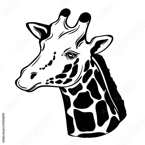 African giraffe. Black color. PNG illustration.