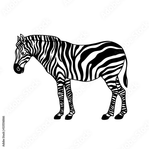 African zebra. PNG illustration.