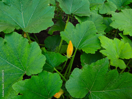 Pumpkin with Leaves
