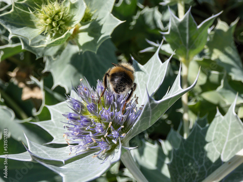 Macro shot of a bumblebee on a blue flower head of Sea holly or seaside eryngo (Eryngium maritimum) - dune plant with rosettes of waxy, spiny, blue-gray leaves with veins photo