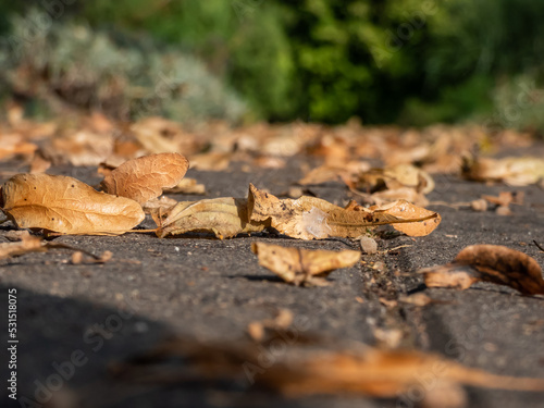 Autumn scenery. Dry, brown, fallen tree leaves on the ground of a path in a park in bright sunlight in autumn