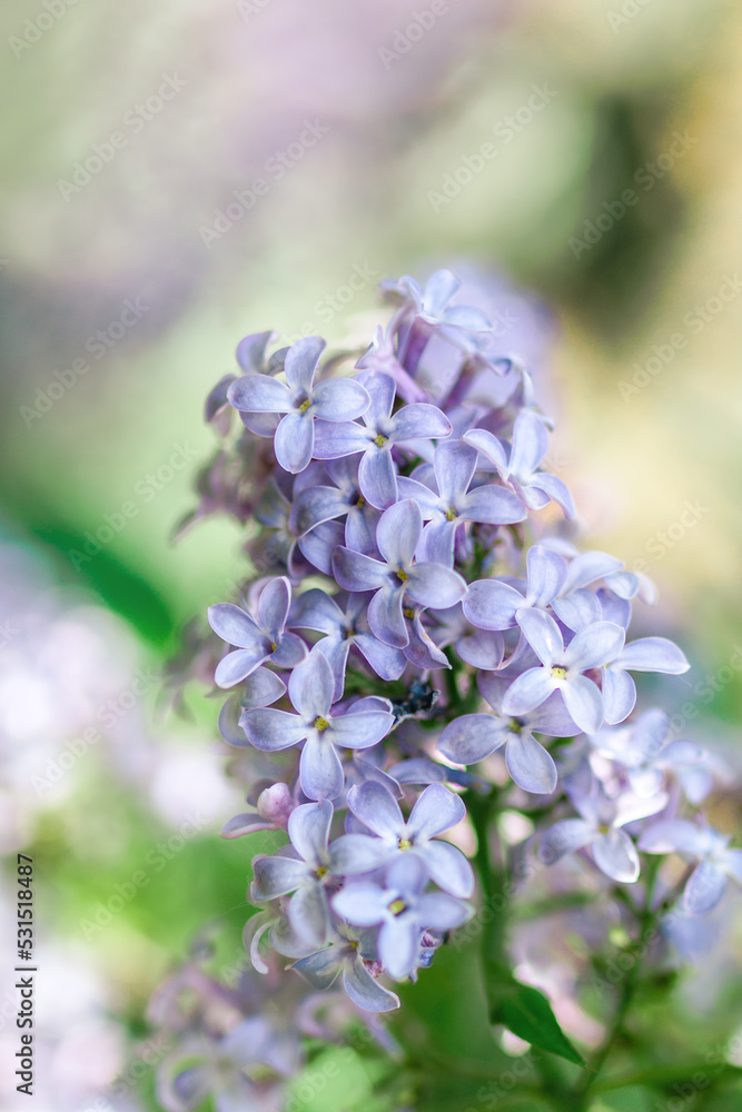 Blooming lilac flowers on blurred background. Fresh spring concept. Blooming lilac flowers on blurred background. Fresh spring concept.