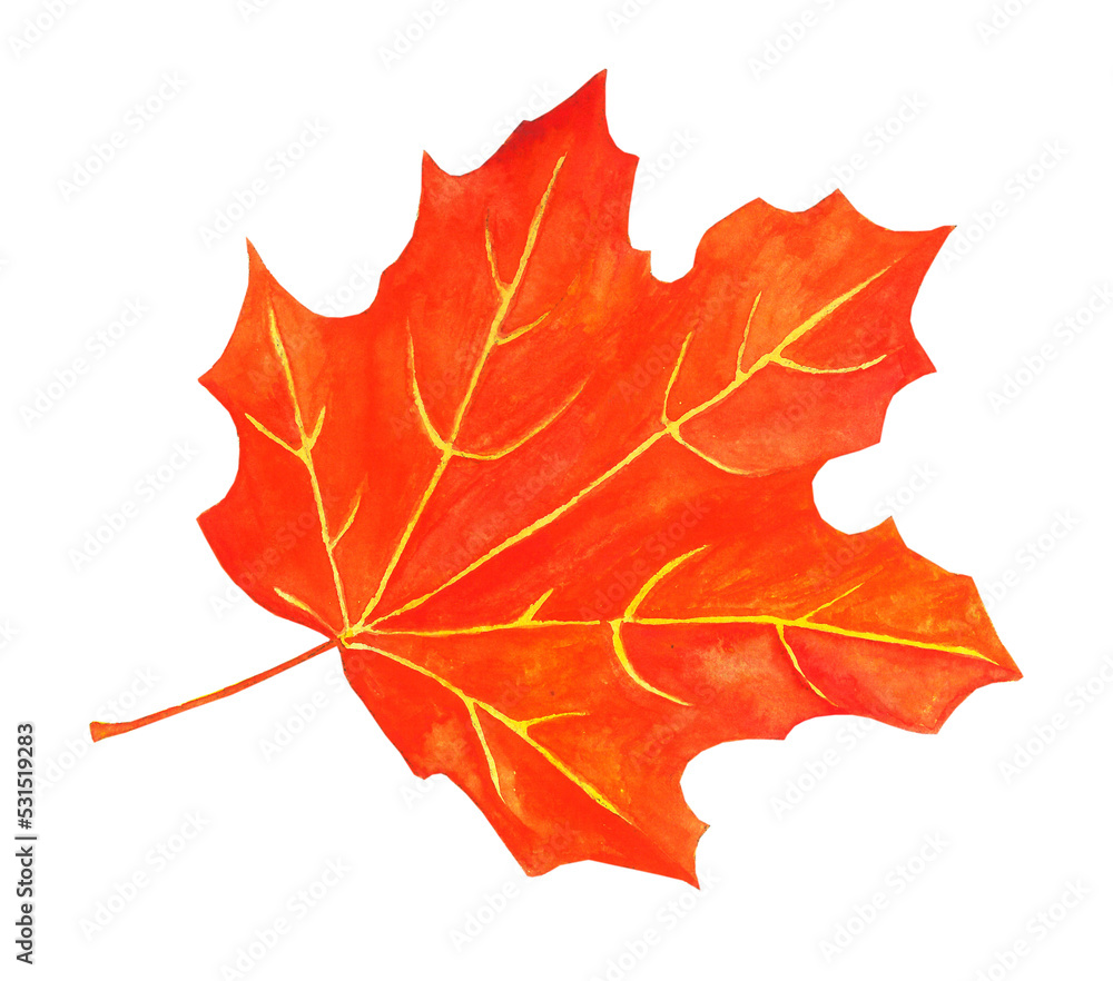 Obraz premium Watercolor maple autumn leaf