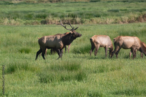 Fototapeta Naklejka Na Ścianę i Meble -  A Roosevelt Elk Buck walking among the herd.