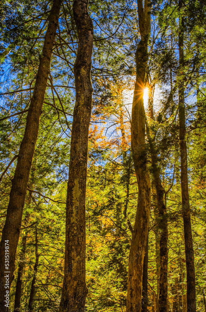 Obraz premium Autumn forest solitude with sunrays at Smoky Mtns NP Tennessee
