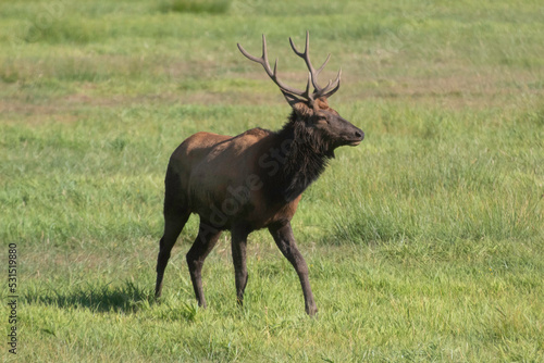 A Roosevelt Elk Buck walking among the herd. © Robert
