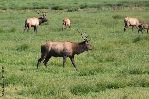 A Roosevelt Elk Buck walking among the herd.