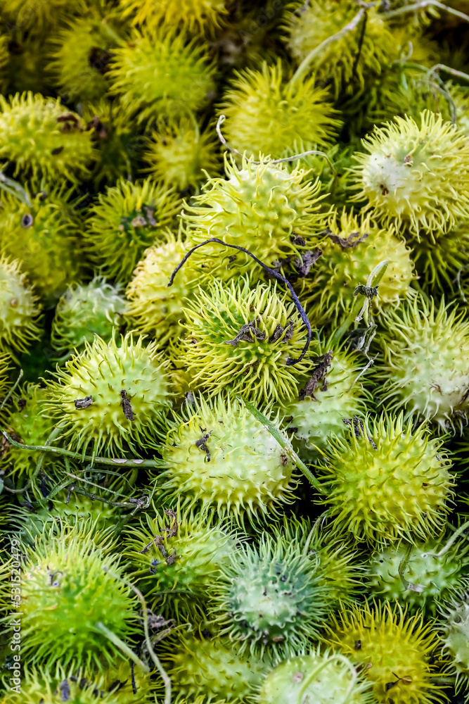 Langhaargurke, Cucumis Hirsutus, Ziergurken, Gurke, Dekoration, Herbst, Herbstfest, Kürbisernte, Kürbis, Baselland, Schweiz Langhaargurke, Cucumis Hirsutus, Ziergurken, Gurke, Dekoration, Herbst, Herbstfest, Kürbisernte, Kürbis, Baselland, Schweiz