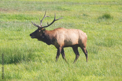 A Roosevelt Elk Buck walking among the herd.