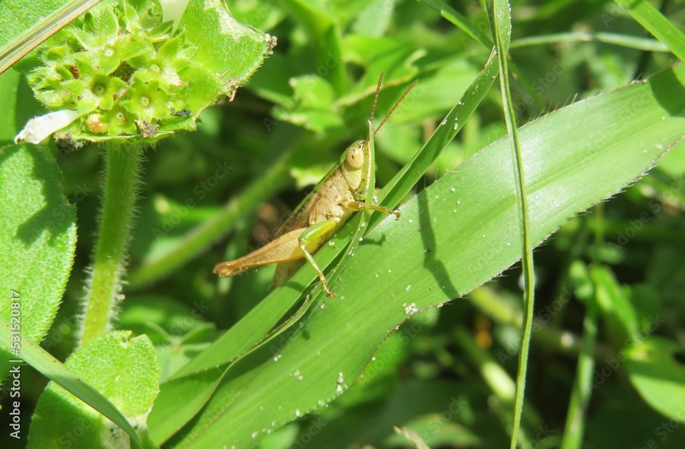 Green grasshopper on grass in Florida wild Green grasshopper on grass in Florida wild