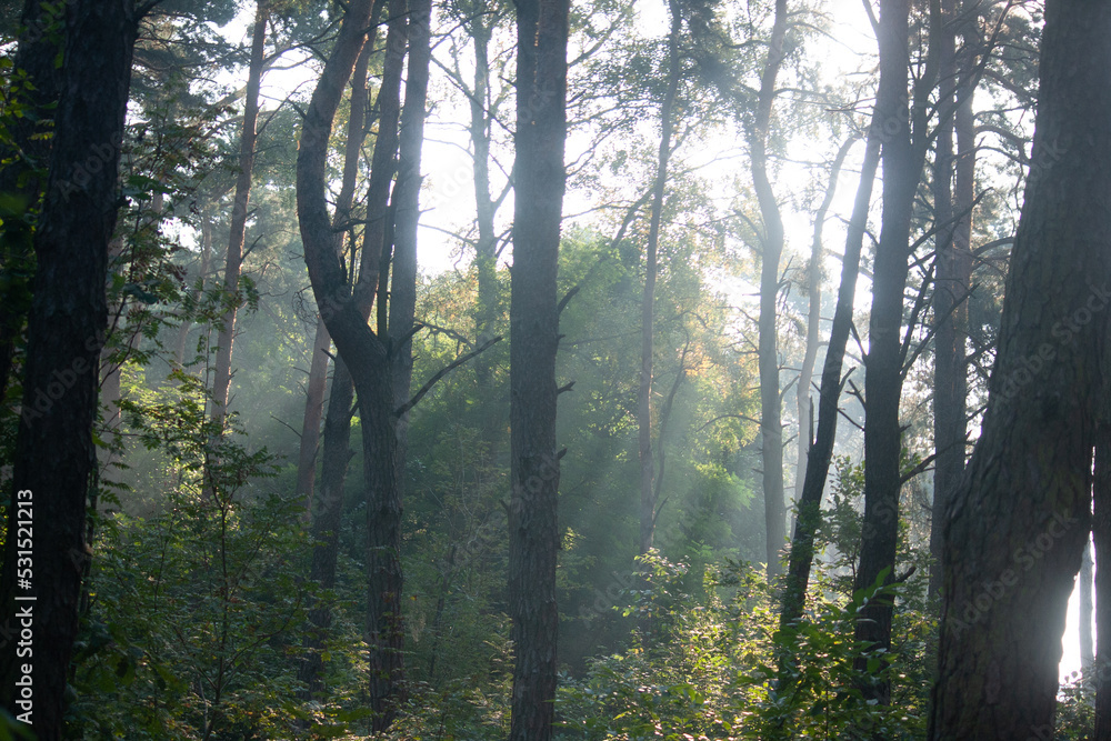 mgła w przejrzystym lesie - obrazy, fototapety, plakaty 