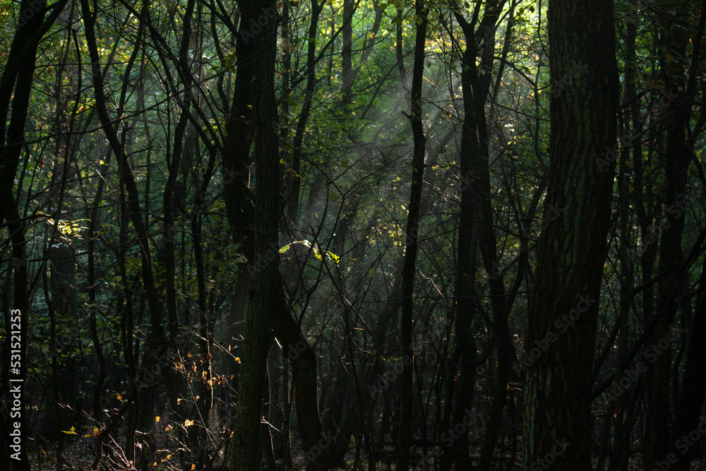 Obraz premium poranek w pobliskim pieknym lesie