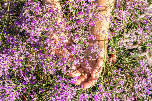 Women's graceful hands in lilac wildflowers. photo